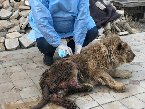 幼獅辛巴飽受折磨，最先獲得俄羅斯動物權利活動份子救出時已奄奄一息。牠遍體膿瘡，雙腳也折斷。