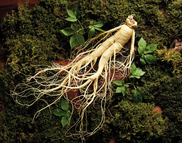 韓國人參 韓國人參