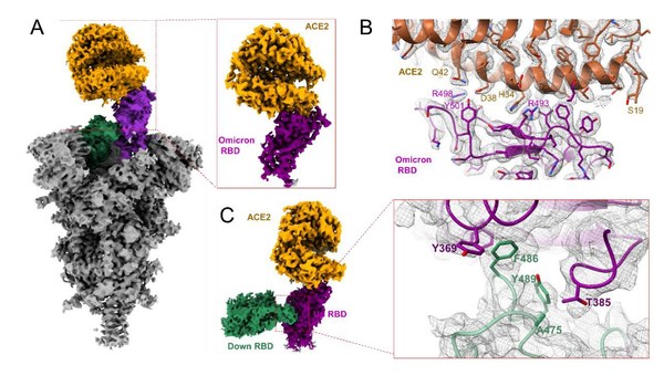 圖1  奧密克戎突變株新冠病毒刺突蛋白結合受體ACE2的結構。A展示結構整體構象，B為RBD結合ACE2的相互作用界面，C為RBD二聚體的相互作用界面。